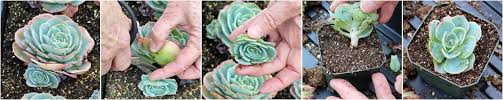 Oct 29, 2020 · the 4 ways to propagate your succulents are by leaf cuttings, by stem cuttings, by division, and by seed (2). Propagating Succulent Leaves Cuttings Step By Step Guide Mountain Crest Gardens
