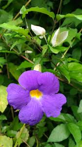 Image result for Thunbergia erecta