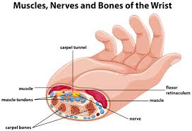 Almost every muscle constitutes one part of a pair of identical bilateral. Diagram Showing Human Hand With Muscles And Nerves 414742 Vector Art At Vecteezy