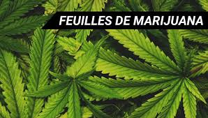 Feuilles De Marijuana Cannabis