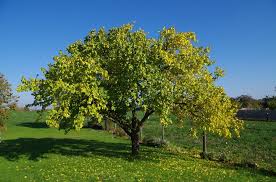 Called a 'sweet pit' apricot as its pit can be eaten and tastes like almond. Apricot Varieties