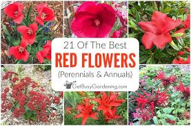 21 Of The Best Red Flowers Perennials Annuals Get Busy Gardening