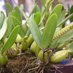 Image result for Bulbophyllum scaberulum