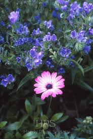 Image result for Osteospermum muricatum