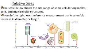 Animal cell size range in mm in diameter. Revision Specialised Cells Tissues Ppt Download