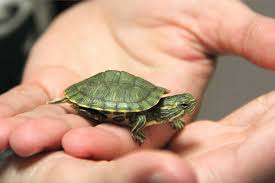 These small turtles can be found in marshes that stretch across much of the eastern band of the united states. Turtle Small Pet Turtles Pet Turtle Turtle