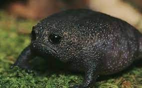 See more of 宇宙黑雨蛙cosmosfrog on facebook. é»'é›¨è›™ åœ¨åŠ¨ç‰©ç•Œæ‰€æœ‰çš„ä¸'å…«æ€ªé‡Œ æœ€è®©æˆ'å¿ƒç–¼çš„ä¸€ä¸ª Vitoæ‚å¿—