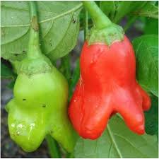 Image result for Capsicum baccatum