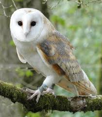 Learn how to id them and where predators: Barn Owl British Bird Of Prey Centre Wales