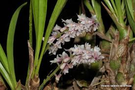 Image result for Rhipidoglossum rutilum