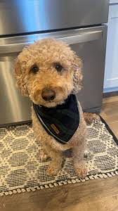 Why does my Golden Doodle smell after going outside to potty and what can I  put