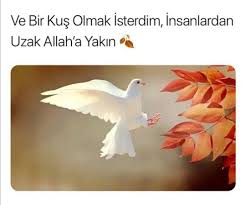ve bir kus olmak isterdim in 2021