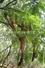 Image result for Cassia abbreviata
