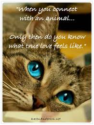 When You Connect With An Animal Animal Love Quotes What S True Love Animals
