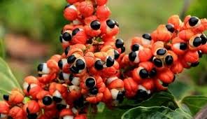 Image result for Paullinia