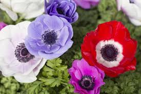 The Fascinating Origins Of 12 Beautiful Flower Names Spring Flowers Names Beautiful Flower Names Flower Names