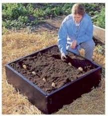 In this video, i show you how to grow sweet potato in containers or pots. Growing Potatoes In Containers Henry Street Garden Centre