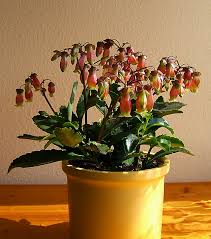 Image result for Kalanchoe hametiorum