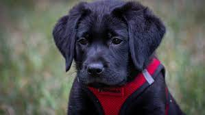 32 lab technician jobs available in greensboro, nc on indeed.com. Briarcliff Kennels Bellylaff Labrador Retrievers Home Facebook