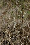 Image result for Tricalysia jasminiflora