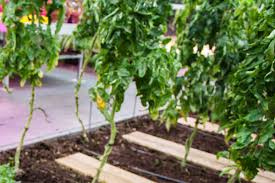 Growing fruit trees at home also gives you the satisfaction of being able to feed yourself and your family due to. Growing Fruit Trees In Containers Practical Advice