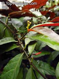 Image result for Excoecaria