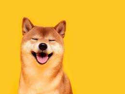 Shiba inu is listed on 11 exchanges with a sum of 11. Hyarhmnfjhnahm