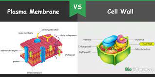 We did not find results for: Difference Between Plasma Membrane And Cell Wall Bio Differences