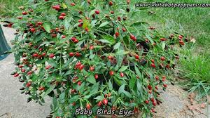 Image result for Capsicum annuum