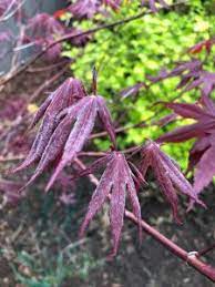 Check spelling or type a new query. Wilting Leaves On Japanese Maple Toronto Master Gardeners