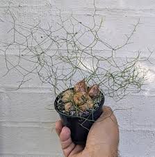 Image result for Schizobasis intricata