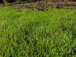 Image result for Limosella