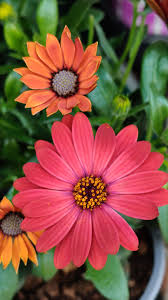 Image result for paprskovka obrázek