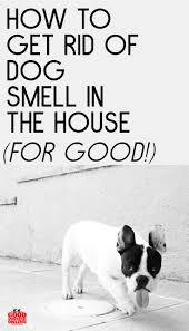 How To Get Rid Of Dog Smell In The House Good Doggies Online In 2020 Dog Smells Smelly Dog Dog Accessories