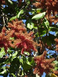 Image result for Triplaris americana