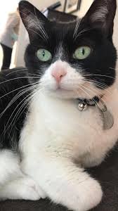 Shasta Cat The Green Eyed Superhero Sevimli Kediler Kedi