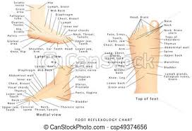 reflexology chart