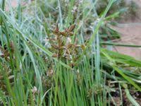 Image result for Pycreus flavescens