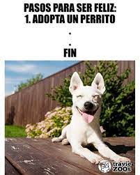 Pin En Animales