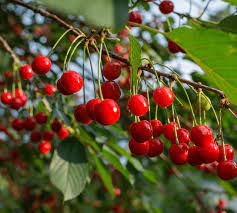 Forestryimages.org provides several images of parts of black cherry. Cherry Tree Fertilizer Haifa Group