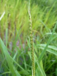 Image result for Ischaemum afrum