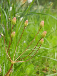 Image result for Primula 1982 Fleet