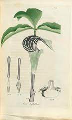 Maybe you would like to learn more about one of these? Dragon Root Definition And Meaning