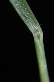 Image result for Sporobolus spicatus