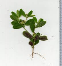Image result for Polygala arenicola