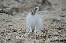 Arctic Tundra Animals Tundra Animals Plants Arctic Hare Pictures Arctic Tundra Animals Arctic Hare Arctic