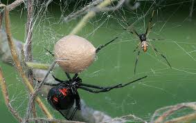 There are several spider species all named black widow: Black Widow Spiders Nature S Odd Couple