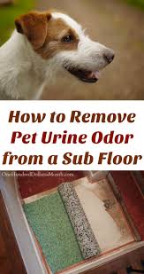 The best stain and odor removers for cleaning up after your dog. How To Remove Pet Urine Odor From A Sub Floor One Hundred Dollars A Month