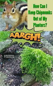 Most importantly, do not keep food items outdoors, including pet foods and birdseed, unless they are stored. Chipmunks In My Hypertufa Planters Help The Hypertufa Gardener