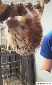 Porcupine Shoots His Keeper Amazing Amazing Keeper Porcupine Shoots Wallpapers Cute Animal Pictures Funny Gif Funny Animals